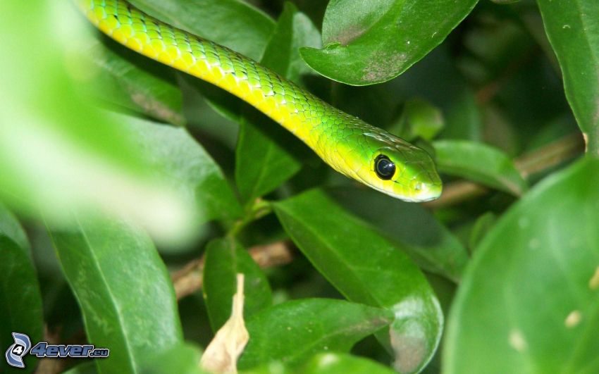 green snake, green leaves