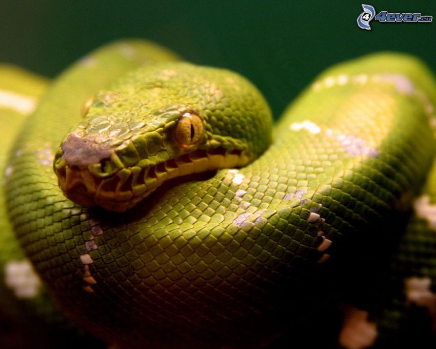 green snake