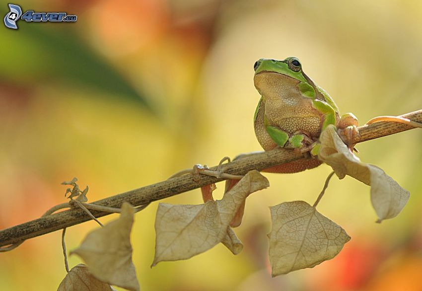 green tree frog, branch