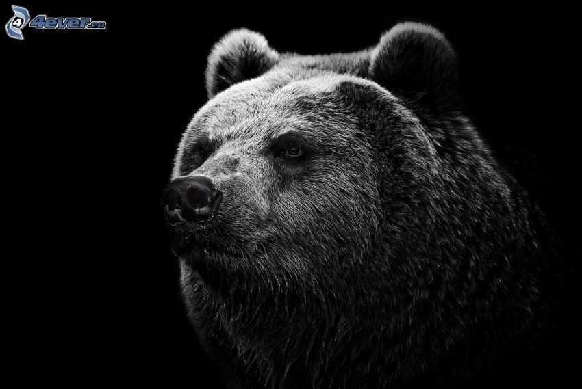 grizzly bear, black and white photo