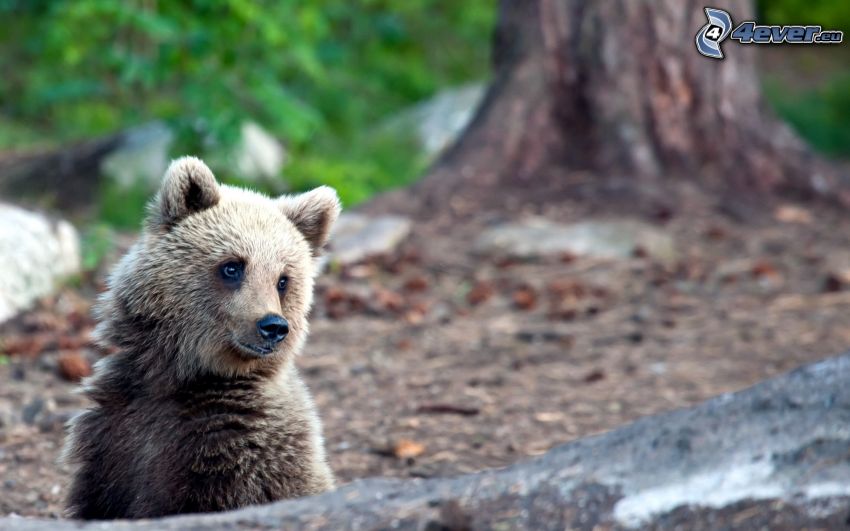 grizzly bear, cub
