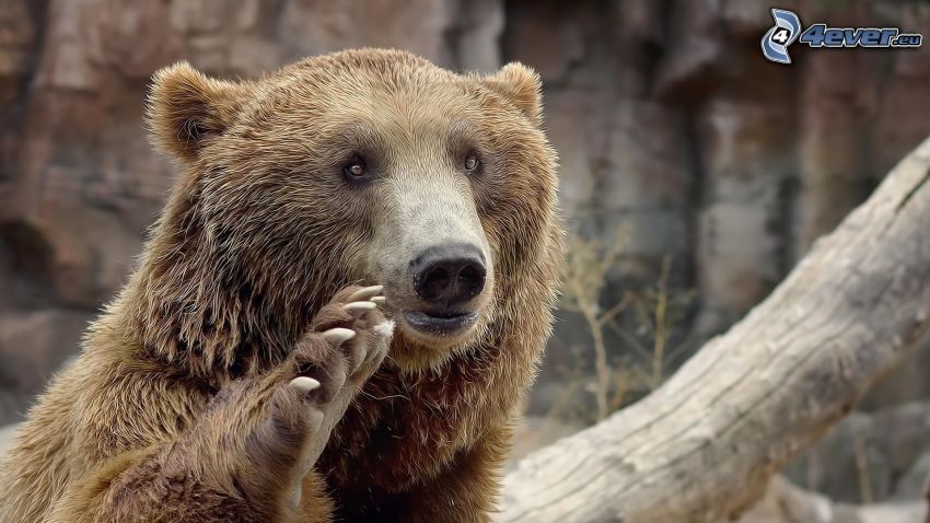 grizzly bear, paw