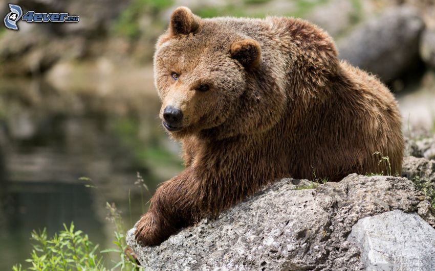 grizzly bear, rock