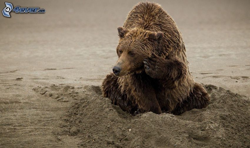 grizzly bear, sand