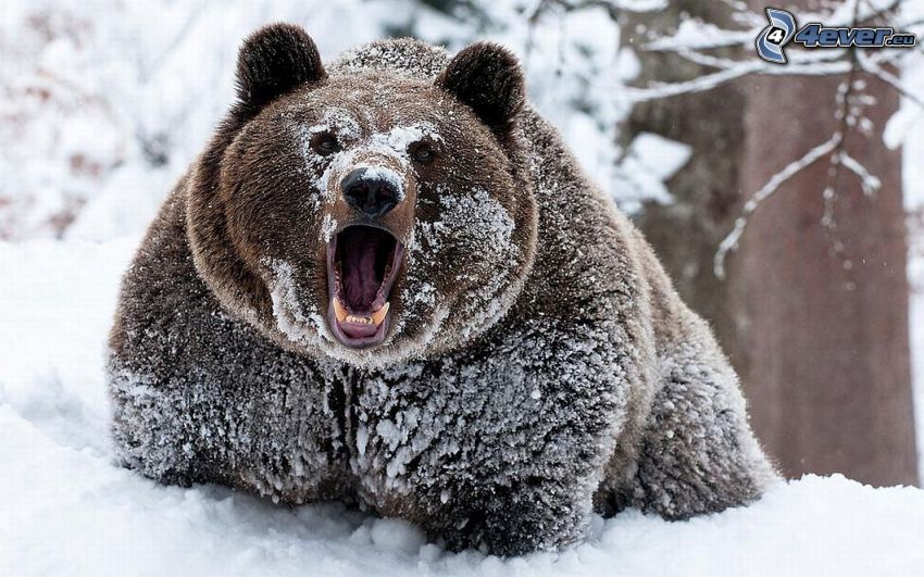 grizzly bear, scream, snow