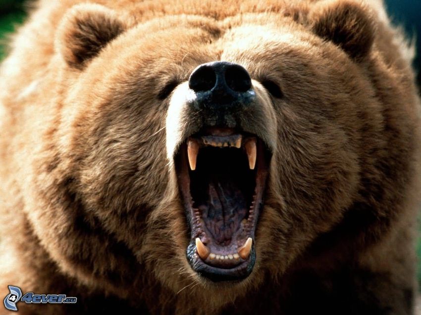 grizzly bear, scream