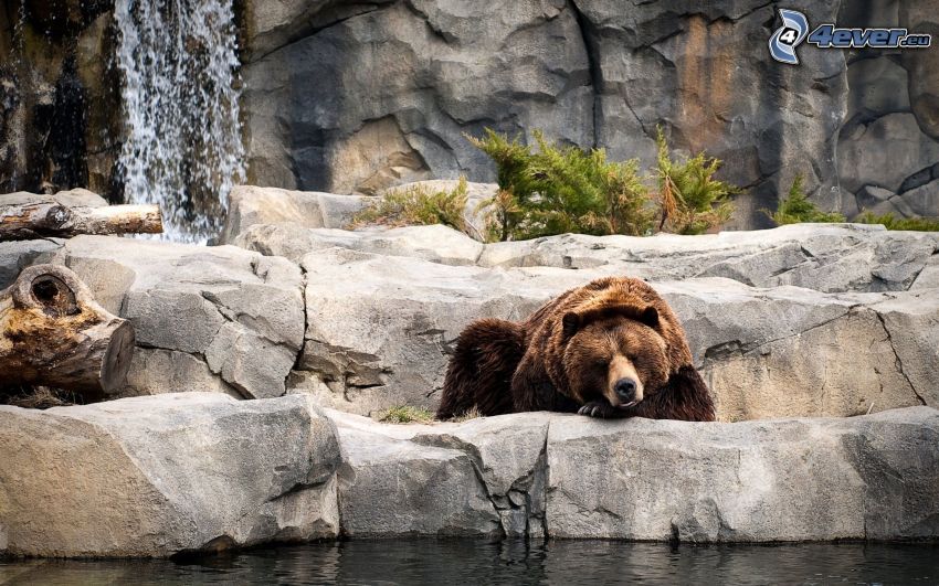 grizzly bear, sleep, rocks