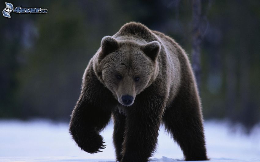 grizzly bear, snow