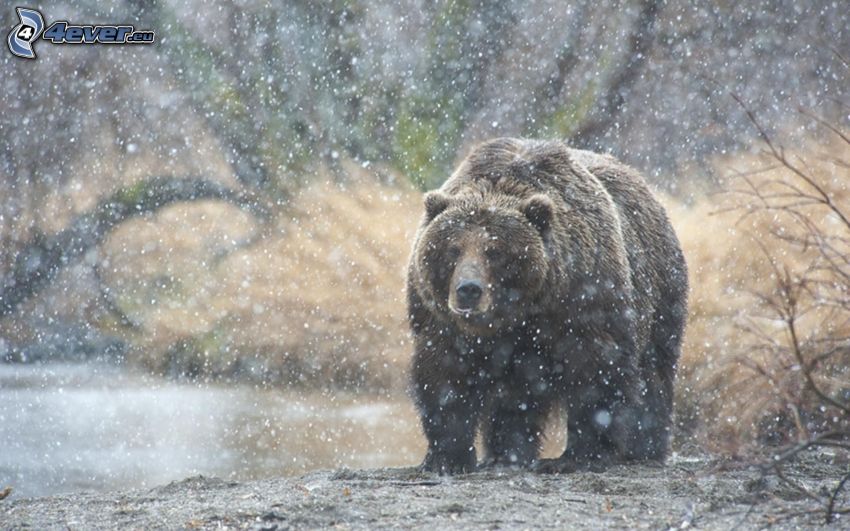 grizzly bear, snowfall