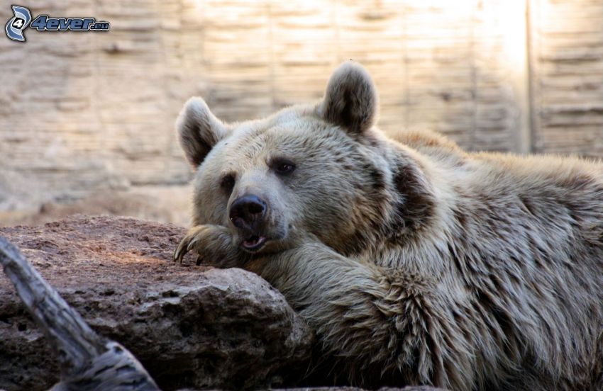 grizzly bear, stone