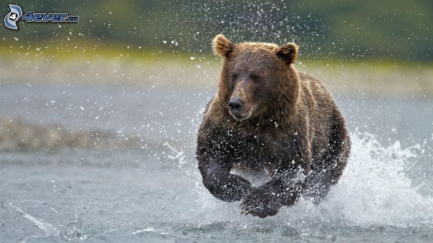 grizzly bear, water, running