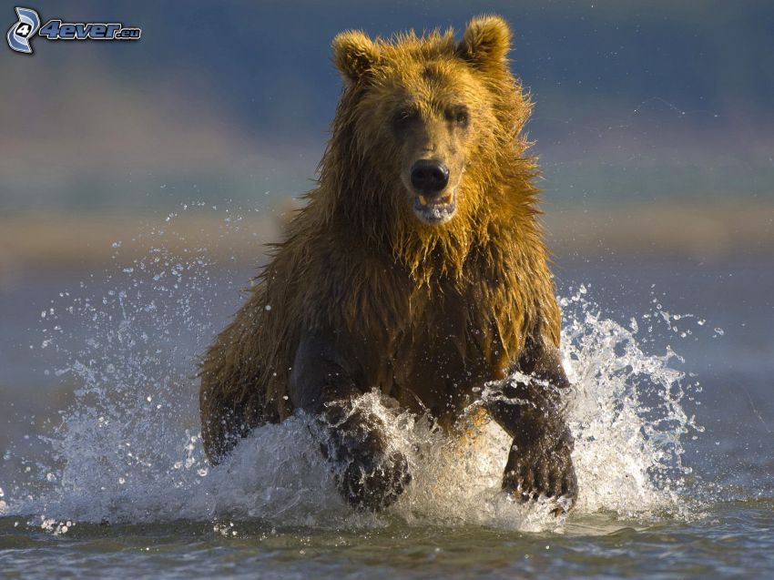 grizzly bear, water
