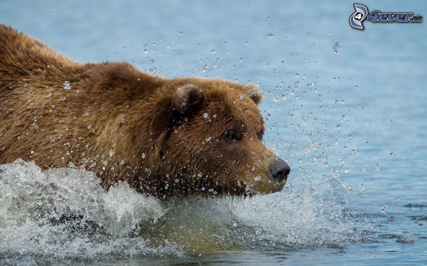grizzly bear, water