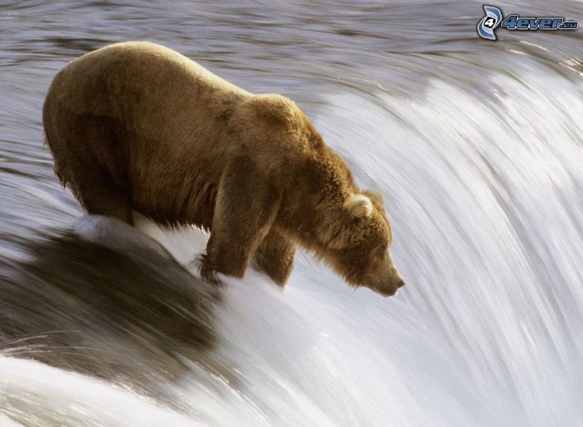 grizzly bear, waterfall