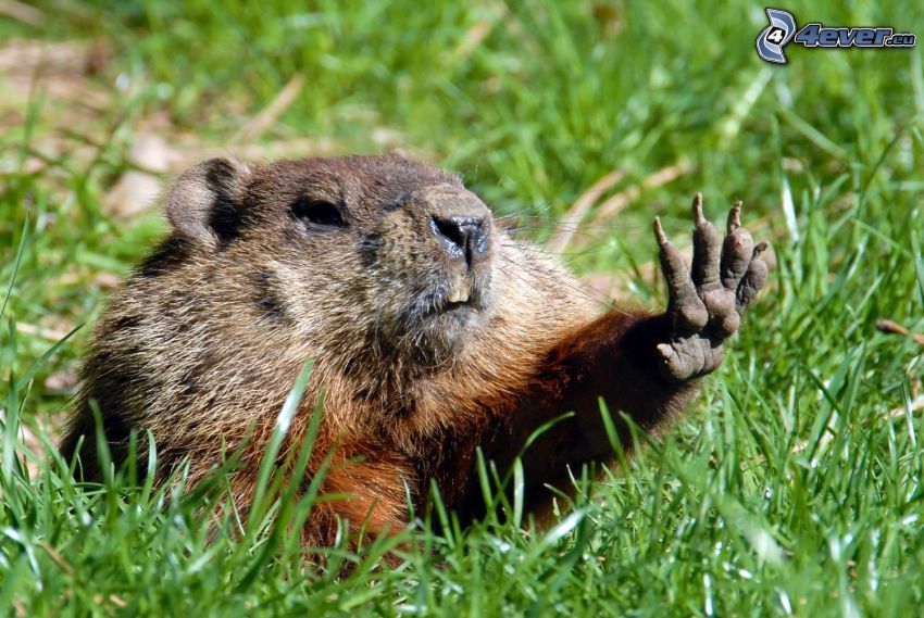 groundhog, high five