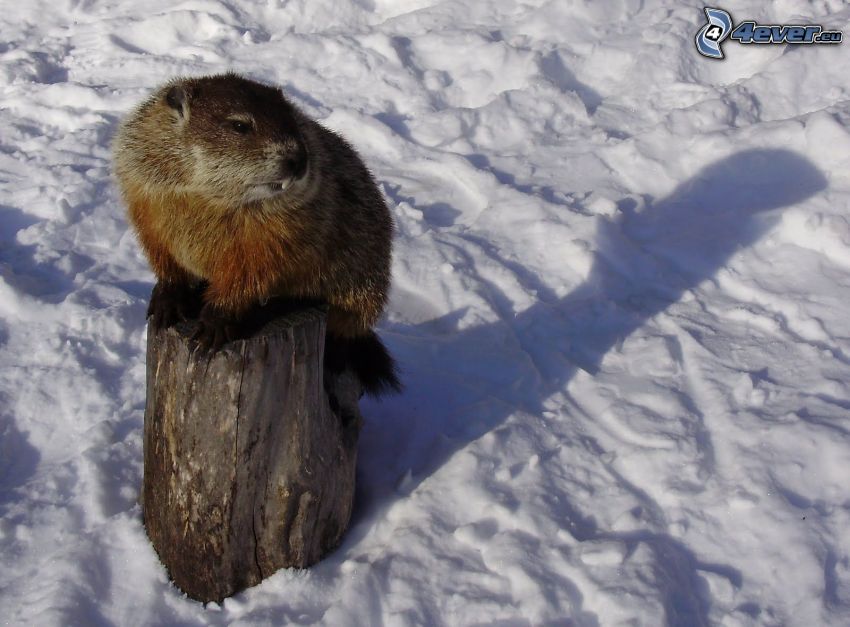 groundhog, snow