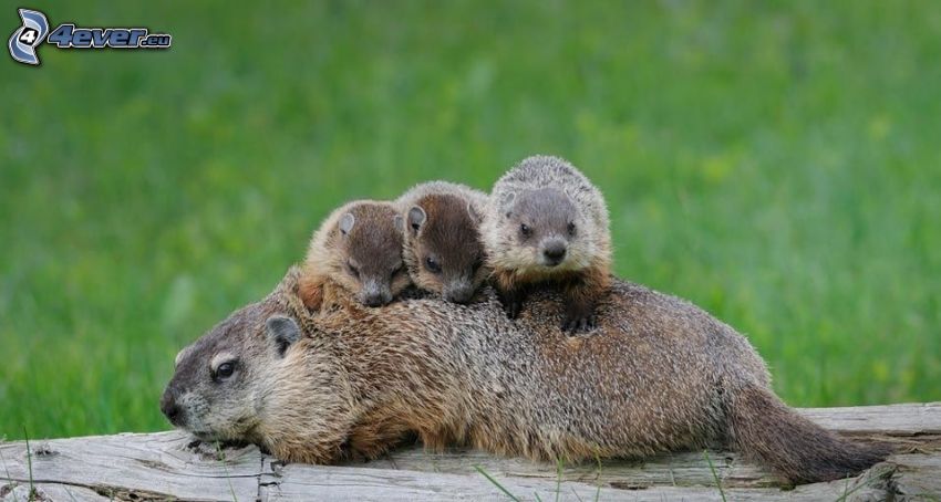 groundhogs, family, cubs
