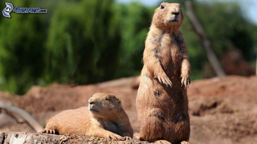 groundhogs, relax