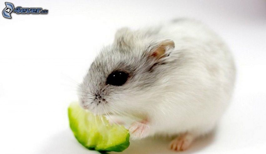 hamster, food