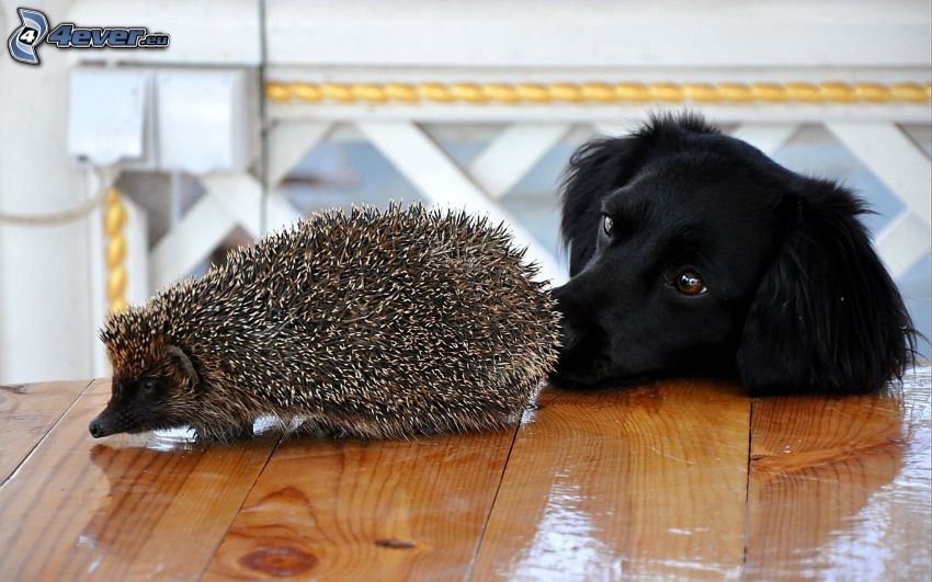 hedgehog, black dog