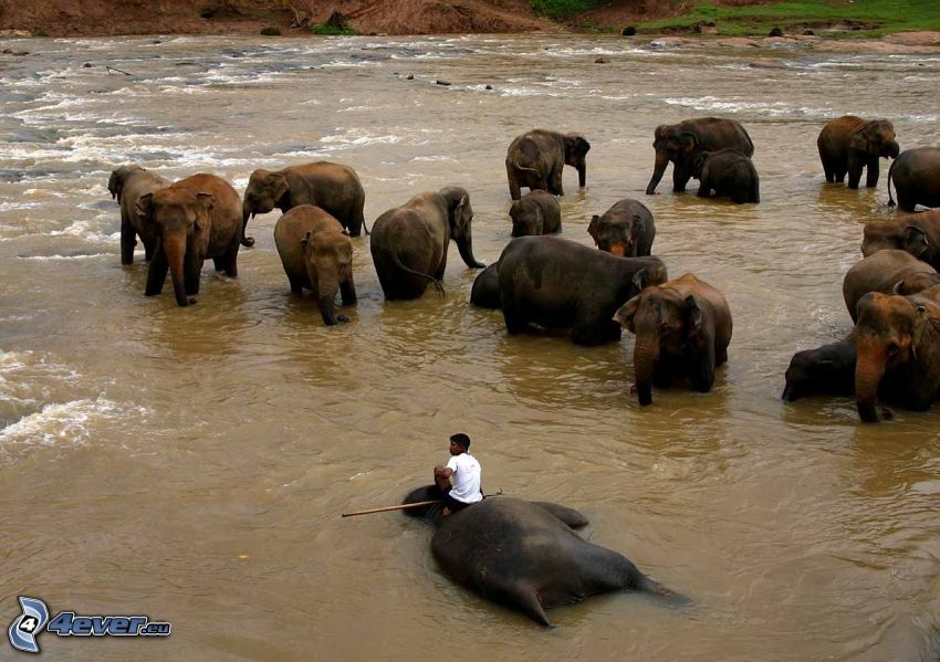 herd of elephants, River