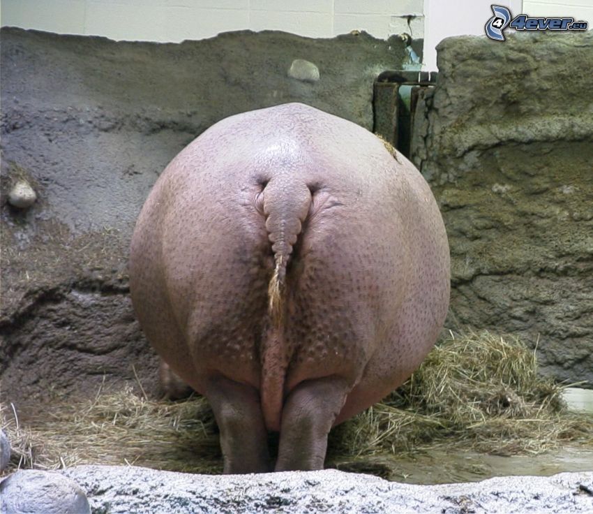 hippo, ass