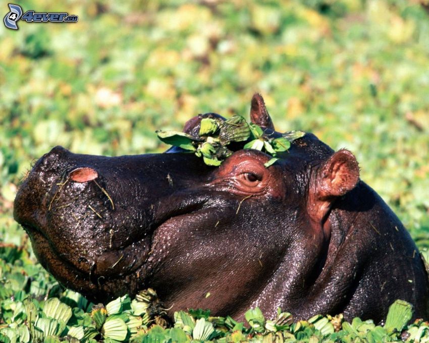 hippo, plants