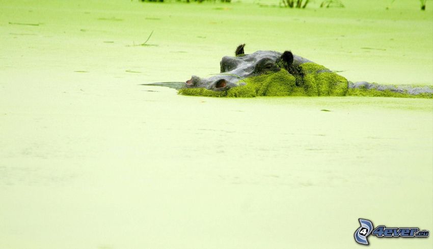 hippo, swamp, algae