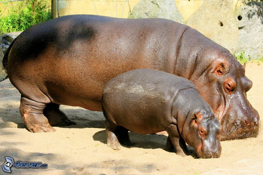 Hippos, cub