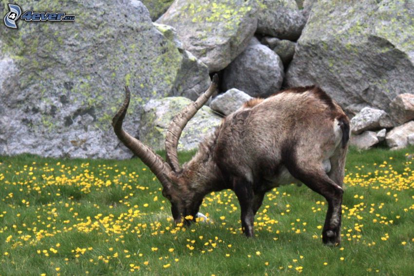 ibex, meadow, rocks