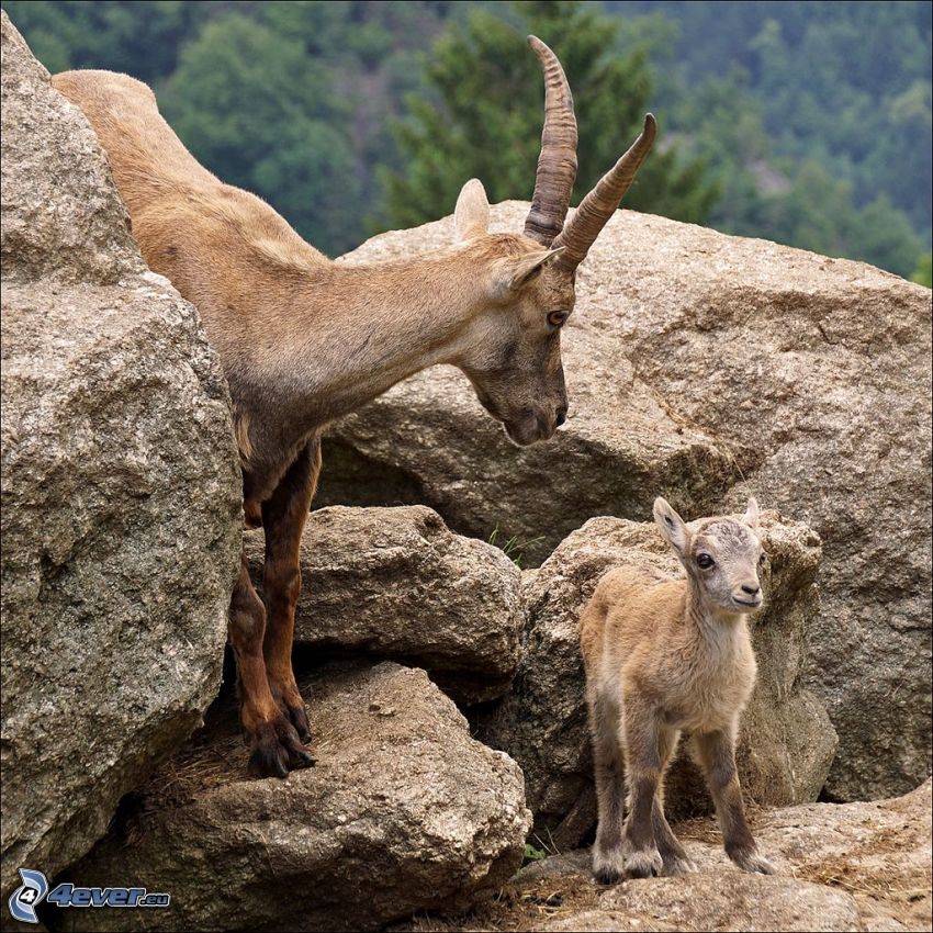 ibexes, cubs