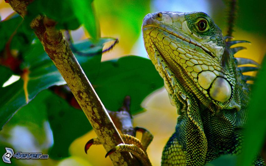 iguana, green leaves