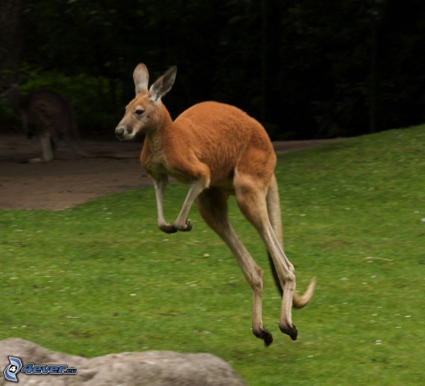kangaroo, jump