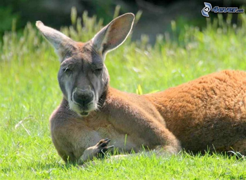 kangaroo, rest