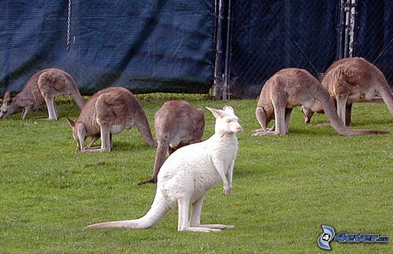 kangaroo offspring, kangaroos, wire fence