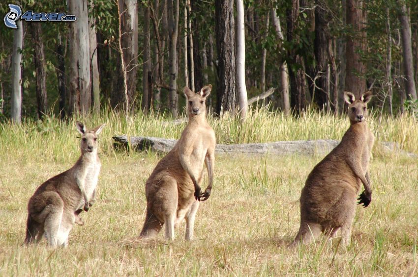 kangaroos, forest
