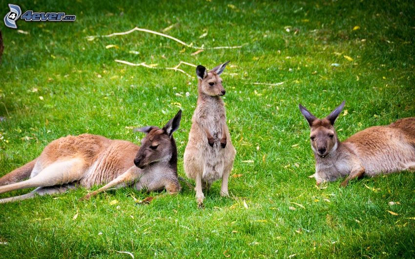kangaroos, grass, rest
