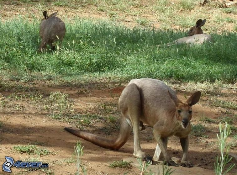 kangaroos, grass