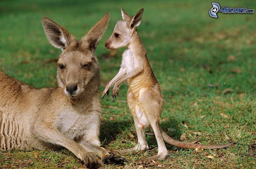 kangaroos, kangaroo offspring