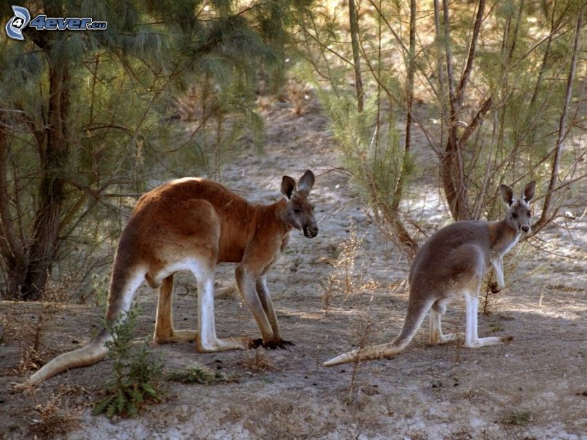 kangaroos, trees