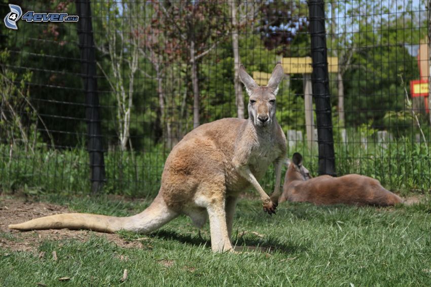 kangaroos, wire fence