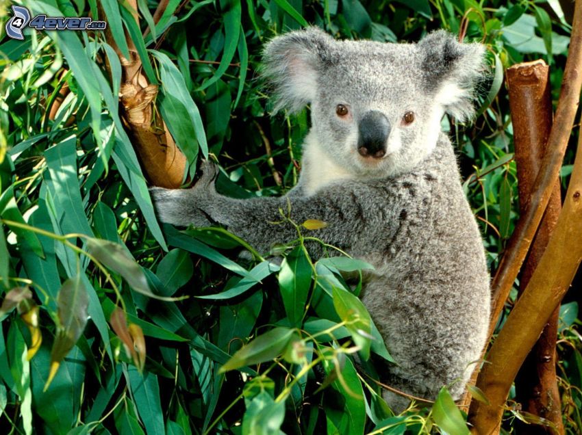 koala, eucalyptus, branches, leaves