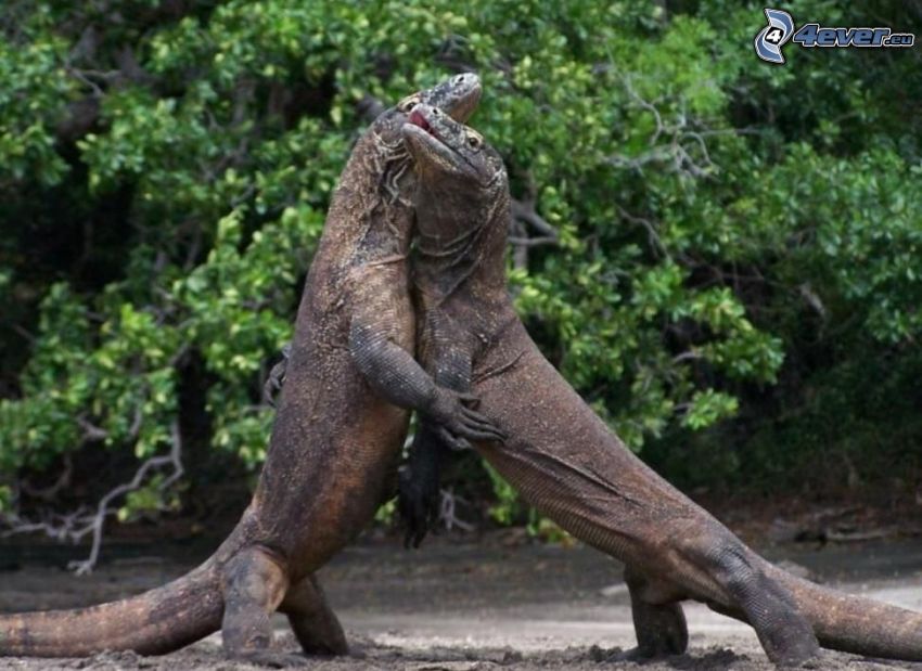 Komodo dragon, hug