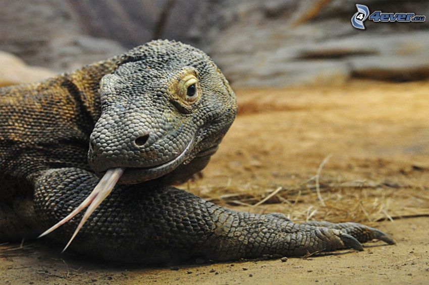 Komodo dragon, tongue