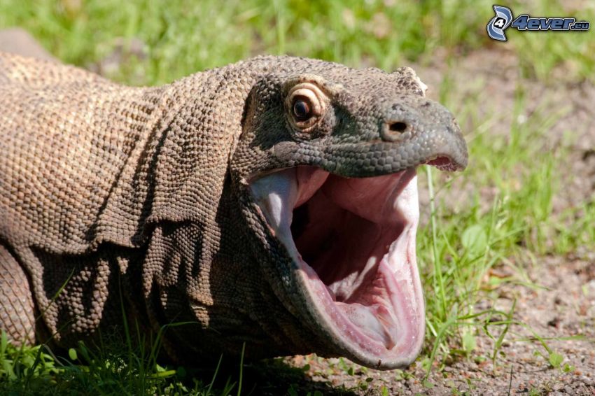 Komodo dragon, yawn
