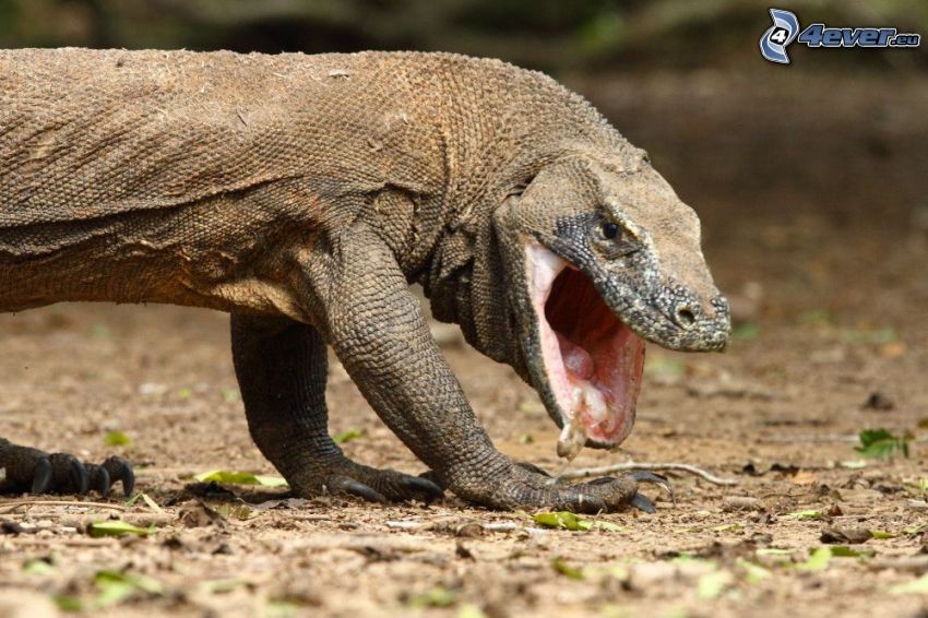 Komodo dragon, yawn