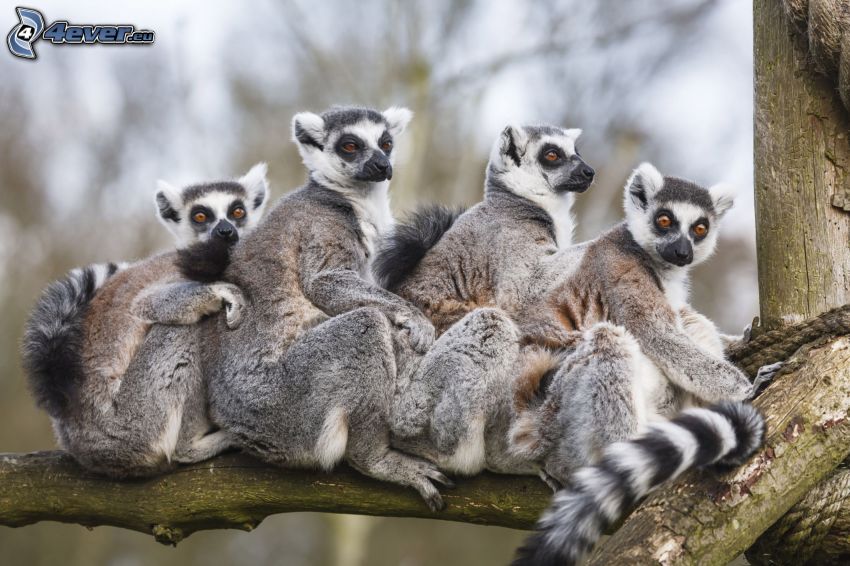 lemurs, branches