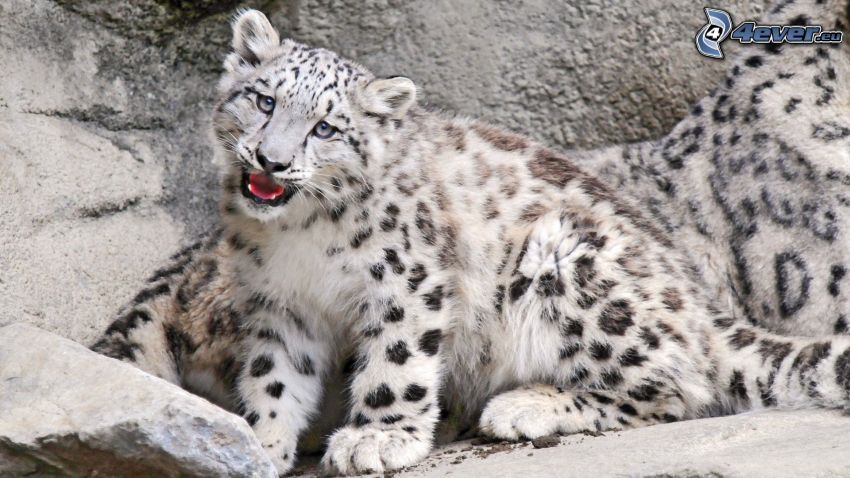 leopard, cub