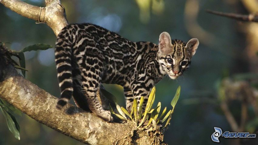 leopard, cub