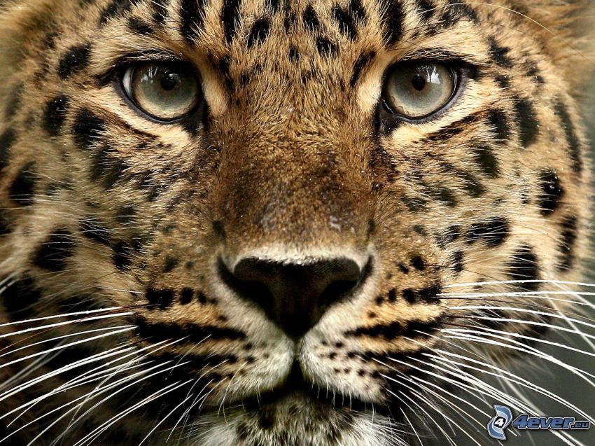 leopard, face